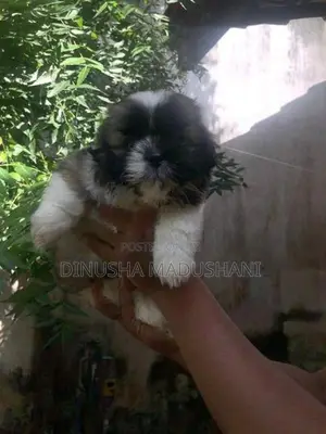 Shih Tzu Puppies