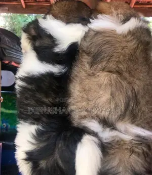 Shih Tzu Puppies