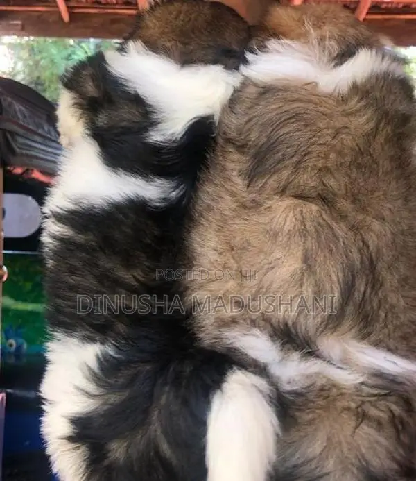 Shih Tzu Puppies