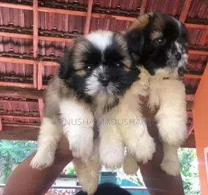 Shih Tzu Puppies