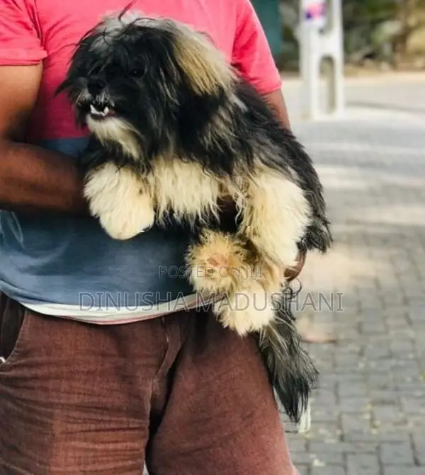Shih Tzu Puppies