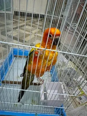 Sun Conure Bird