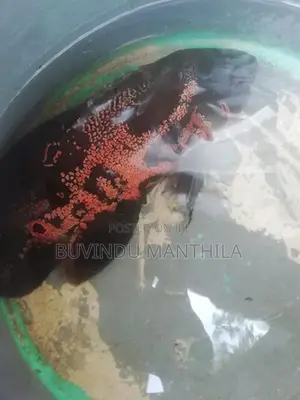 Red Leopard Oscar Pair