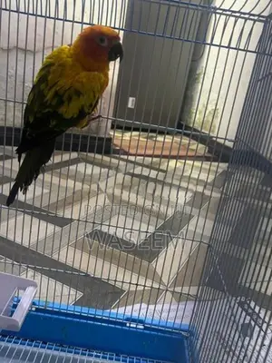 Sun Conure Bird