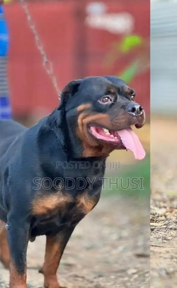 Rottweiler Dog