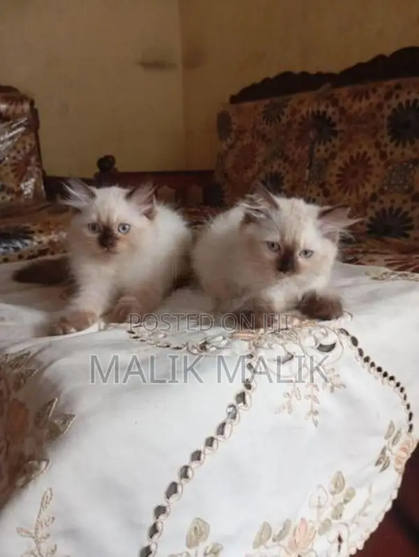 Himalayan Cats
