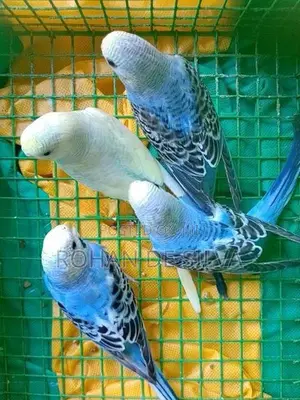 Love Birds