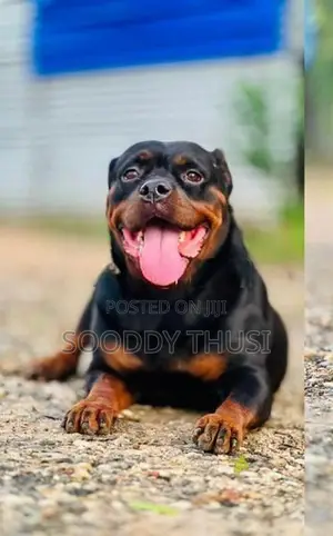 Rottweiler Dog
