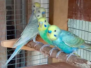 Love Birds