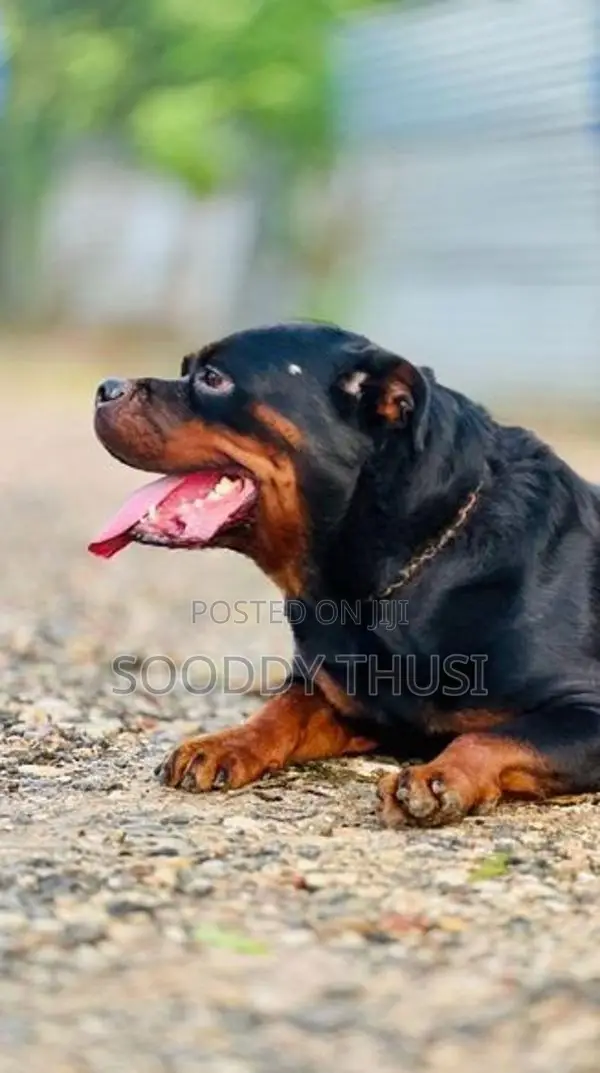 Rottweiler Dog