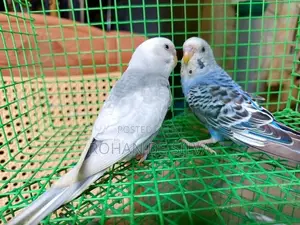 Love Birds