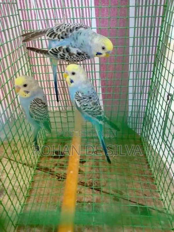 Love Birds