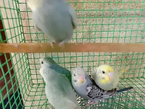 Love Birds