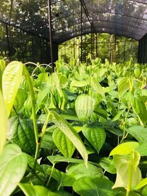 ගම්මිරිස් පැළ