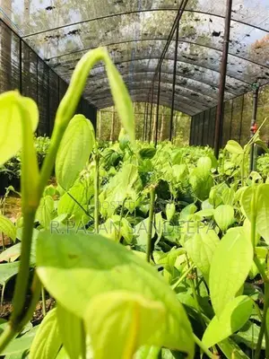 ගම්මිරිස් පැළ