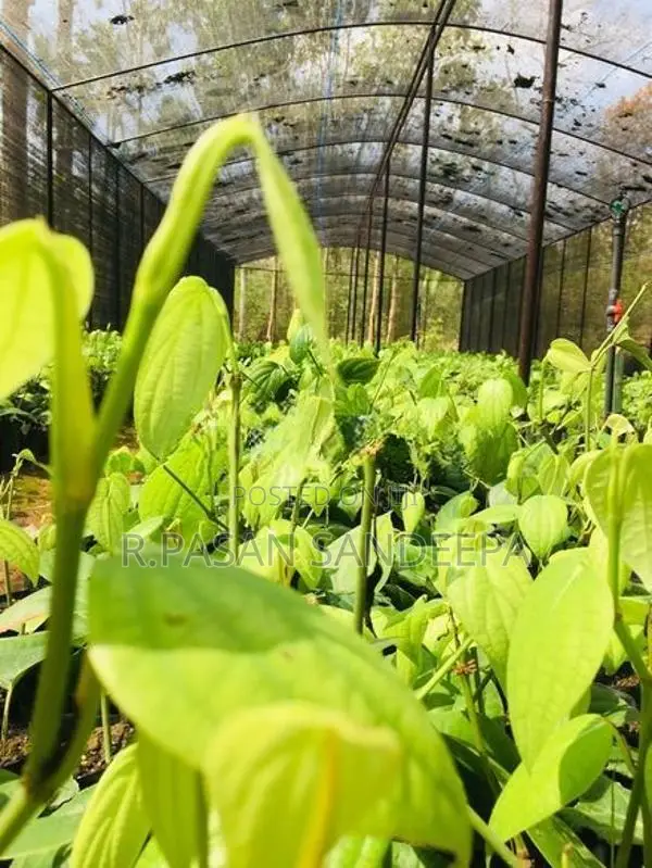 ගම්මිරිස් පැළ