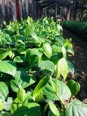 ගම්මිරිස් පැළ
