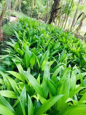 පුවක් පැළ