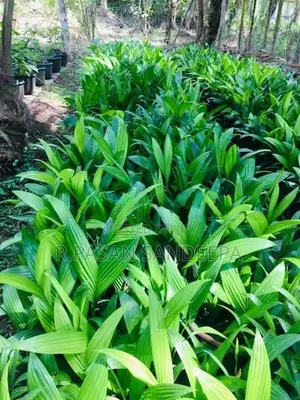 පුවක් පැළ