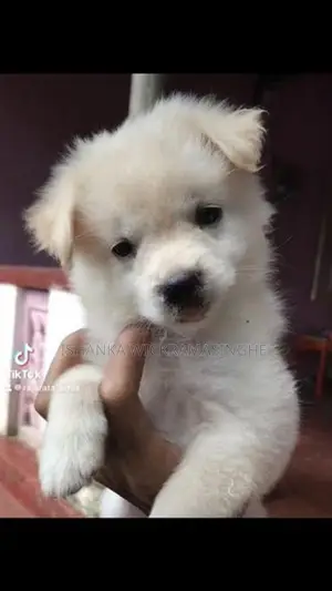 Pomeranian Puppy
