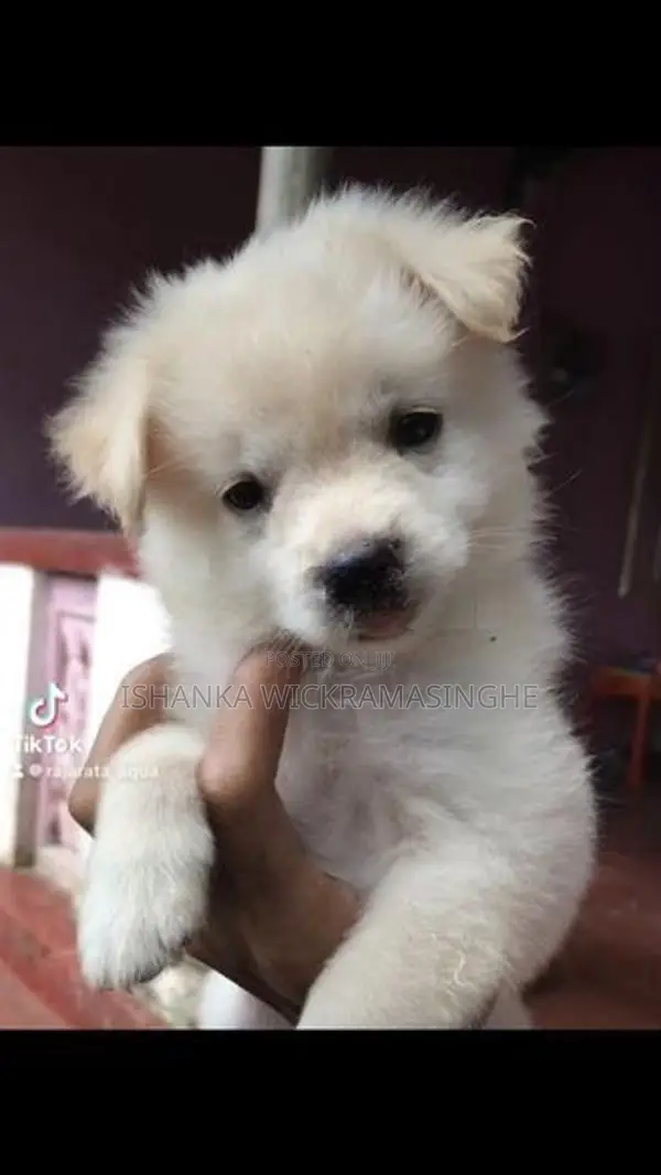 Pomeranian Puppy