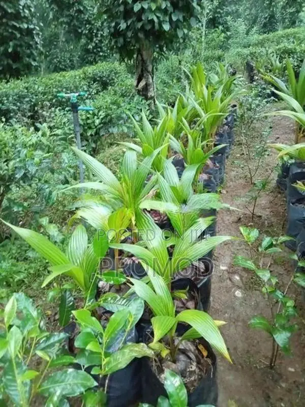 පොල් පැල