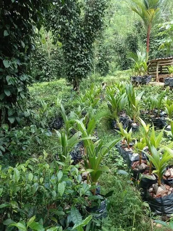 පොල් පැල