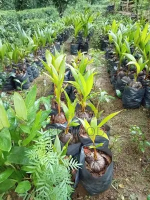 පොල් පැල