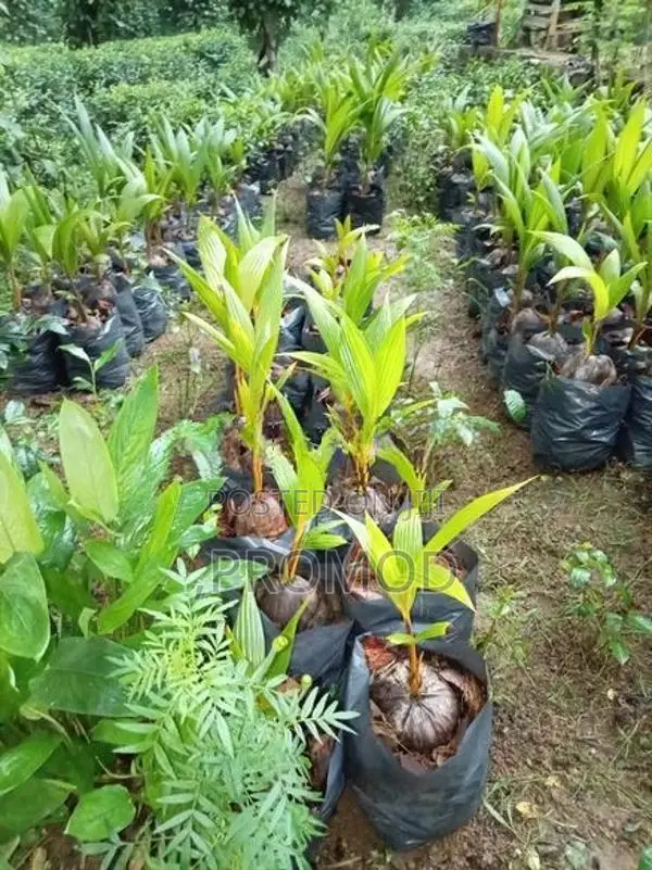 පොල් පැල