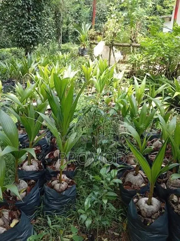පොල් පැල