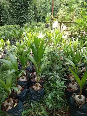 පොල් පැල