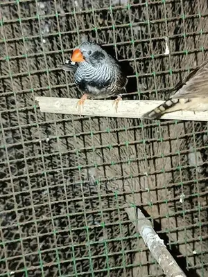 Finches Breeding Pair