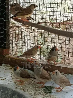 Finches Breeding Pair