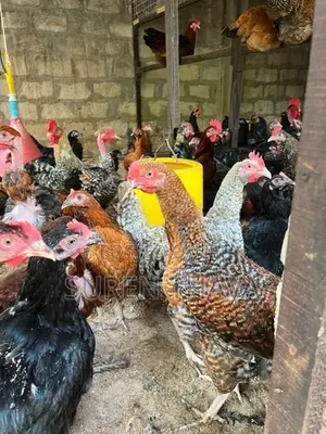 ஊர்க் கோழிகள்