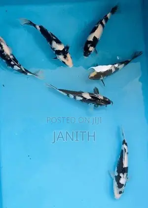 Japanese Koi Fish