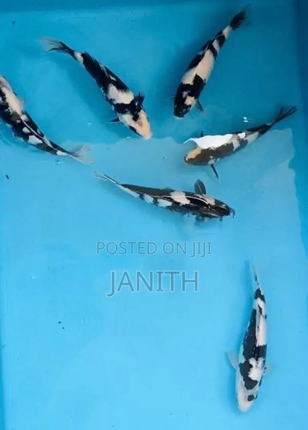 Japanese Koi Fish