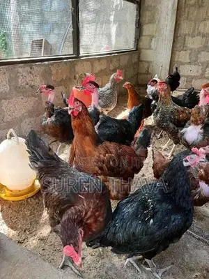 ஊர்க் கோழிகள்