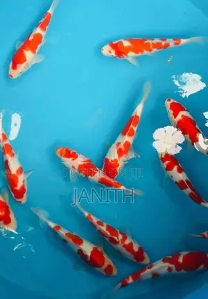 Japanese Koi Fish