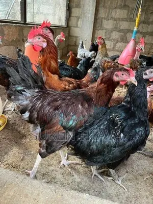 ஊர்க் கோழிகள்