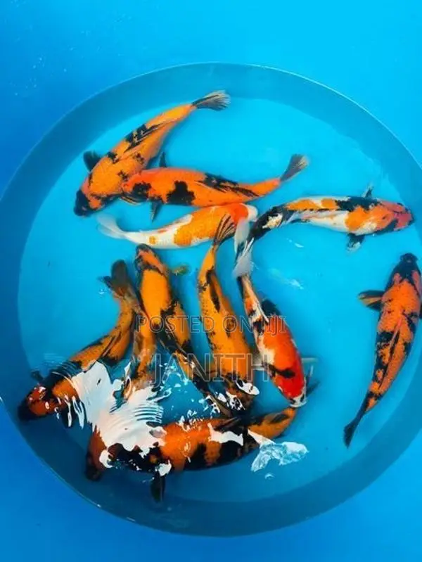 Japanese Koi Fish