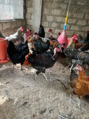 ஊர்க் கோழிகள்