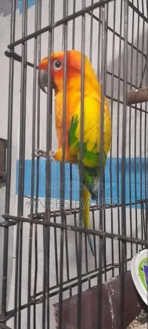Sunconure Bird