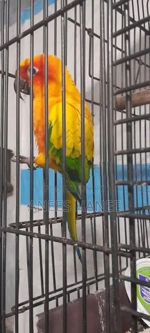 Sunconure Bird