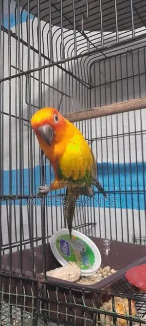 Sunconure Bird