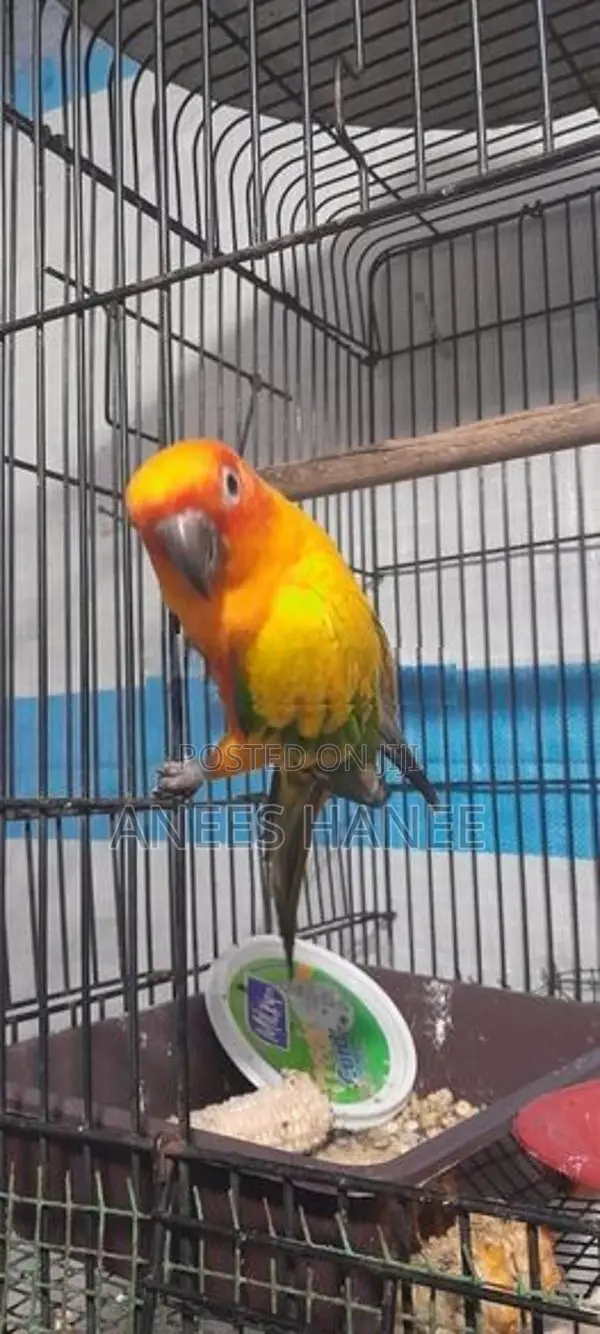 Sunconure Bird