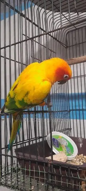 Sunconure Bird
