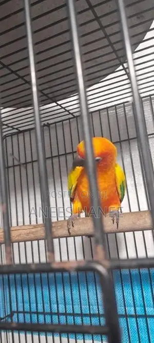 Sunconure Bird