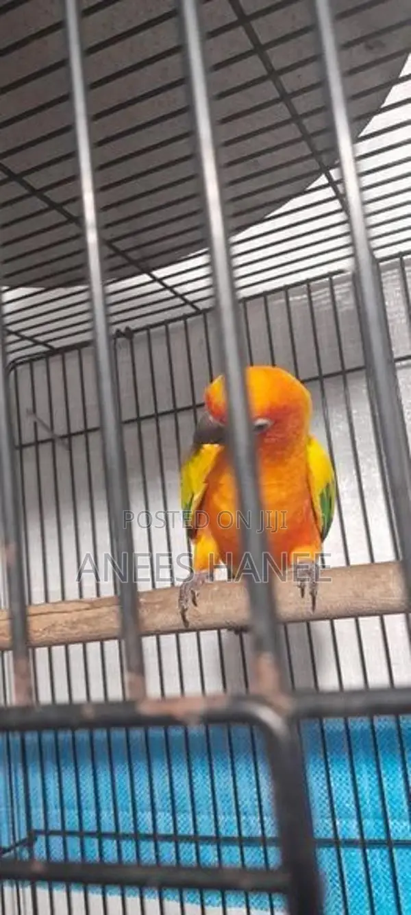 Sunconure Bird