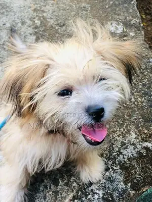 Shih Tzu Puppy