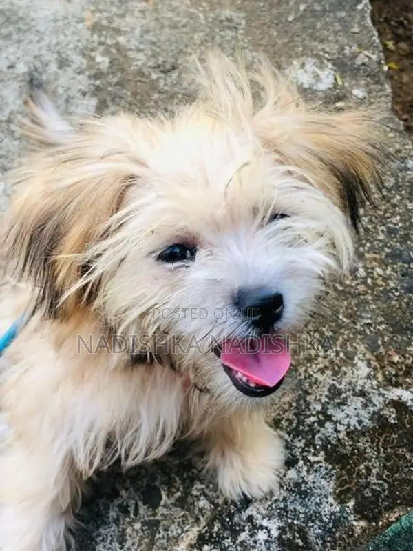 Shih Tzu Puppy